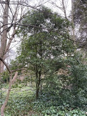 Quercus ilex