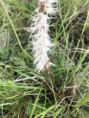 Holothrix scopularia