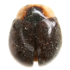 Diomus texanus