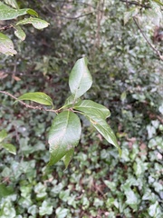 Quercus ilex