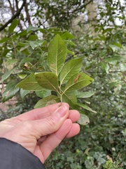 Quercus ilex
