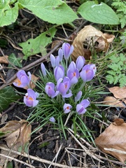 Crocus tommasinianus