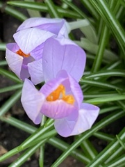 Crocus tommasinianus