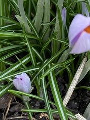 Crocus tommasinianus