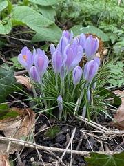 Crocus tommasinianus