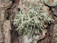 Ramalina europaea