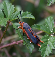 Eichlinia grande