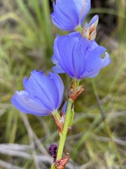 Aristea racemosa