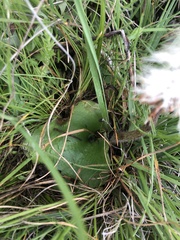 Holothrix scopularia