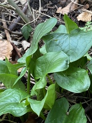 Arum maculatum