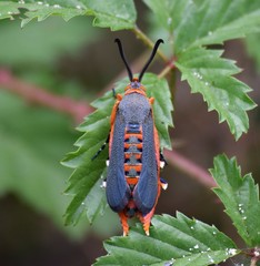 Eichlinia grande