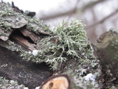 Ramalina europaea