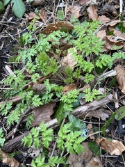 Anthriscus sylvestris