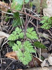 Anthriscus sylvestris