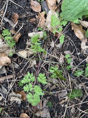 Anthriscus sylvestris