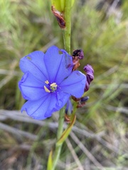 Aristea racemosa