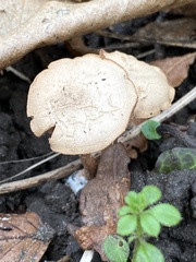 Tubaria furfuracea