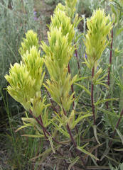 Castilleja flava