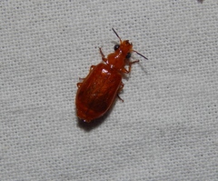 Parena ferruginea
