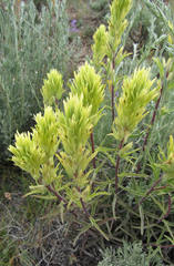 Castilleja flava