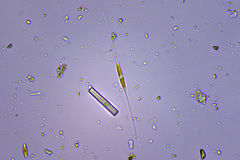 Nitzschia longissima