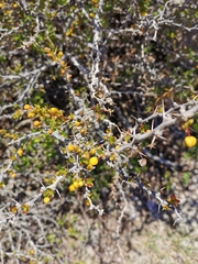 Berberis actinacantha