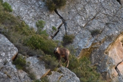 Rupicapra pyrenaica parva