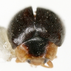Diomus texanus