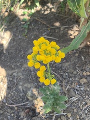 Calceolaria integrifolia