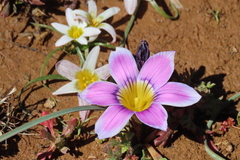 Romulea atrandra