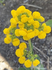 Calceolaria integrifolia