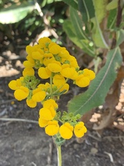 Calceolaria integrifolia
