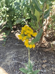 Calceolaria integrifolia
