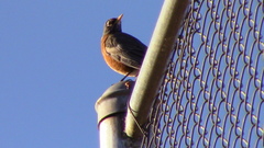Turdus migratorius