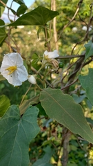 Solanum variabile