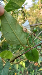 Solanum variabile