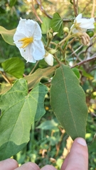 Solanum variabile