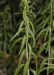 Brickellia longifolia multiflora