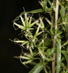 Brickellia longifolia multiflora