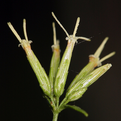 Brickellia longifolia multiflora