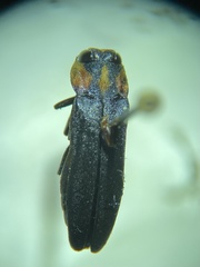 Agrilus benjamini