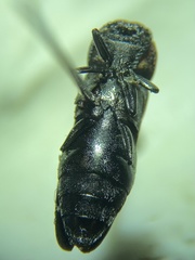 Agrilus benjamini