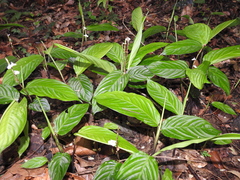 Maranta friedrichsthaliana