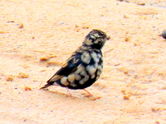 Vidua funerea funerea