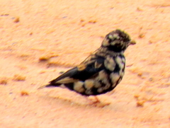 Vidua funerea funerea