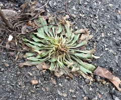 Erigeron canadensis