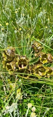 Pachycarpus grandiflorus