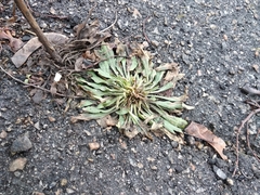Erigeron canadensis
