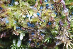 Mniaecia jungermanniae