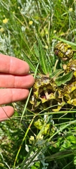 Pachycarpus grandiflorus